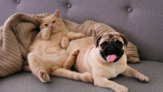 Funny Animals / Fun with cats and dogs 2022 / Lol#21