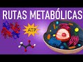 Metabolismo y rutas metabólicas (Anabolismo y Catabolismo)