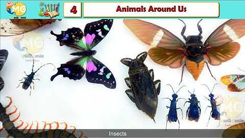 ANIMALS AROUND US || CHAPTER 4|| CLASS 3|| EVS || FREE ONLINE LEARNING CLASS