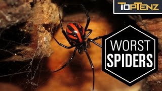 Top 10 Most VENOMOUS SPIDERS in the WORLD