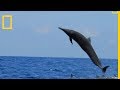 Le dauphin du costarica est un acrobate