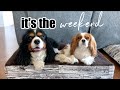 WEEKEND WITH ROMEO // CAVALIER KING CHARLES SPANIEL VLOG