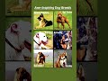 6 Scary Dog Breeds