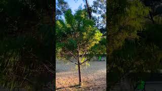 Parque El Polvorín En Zapopan