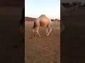ولد تمام الهرش