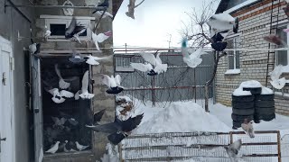 #Pigeons.С какого возраста пискунов нужно гонять.