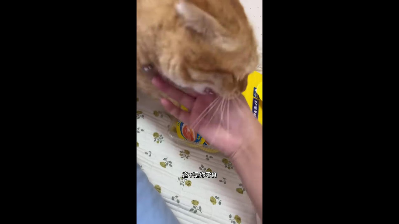 These kittens wants a cute fight 🤣🤣