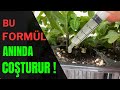 Revitalisez instantanment les tomates formule naturelle 100 efficace tomate