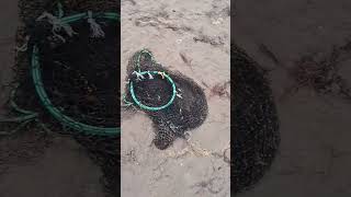 EL ORO DE COQUIMBO  🇨🇱🌎 la lama