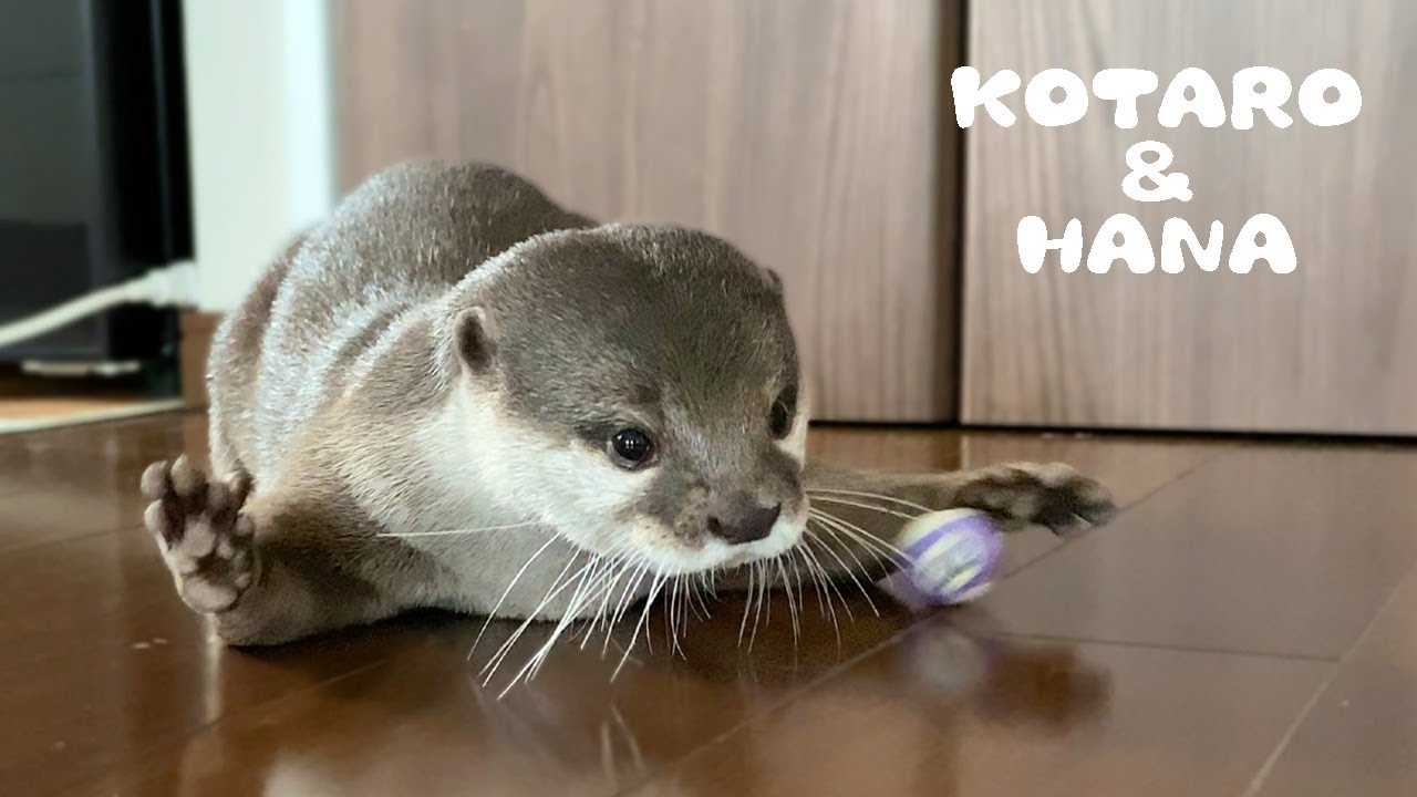 Otter Juggling Billiard Balls - YouTube