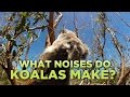 What noises do koalas make