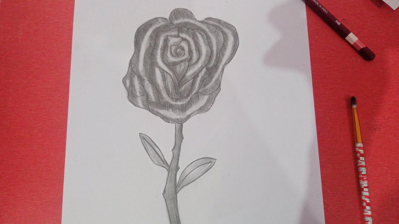 rose drawing shading / drawing rose shading / watch till to end YouTube