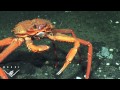 Caught in the act: a crab eating frozen gas
