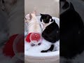 Hund und Katze Seifenblase