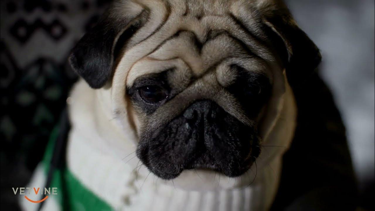 Signs and symptoms of Pug Dog Encephalitis From subtle to severe