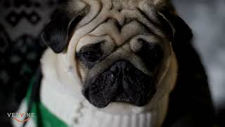 Signs and symptoms of Pug Dog Encephalitis  From subtle to severe