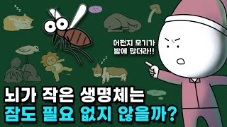 모든 생명체는 잠을 잘까?