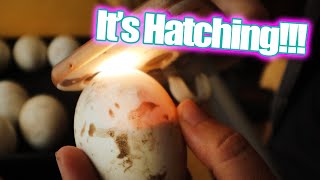 Duck Hatching Day - Lockdown and Hatching