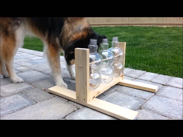 How to Make A Spinning Bottle Puzzle Feeder For Dogs