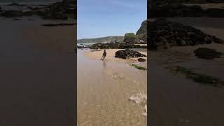 Saluki dog happy to be running fast and free on Watergate Bay beach in Cornwall, UK.