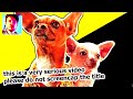 The Political Implications Of Talking Dog Movies | Jack Saint