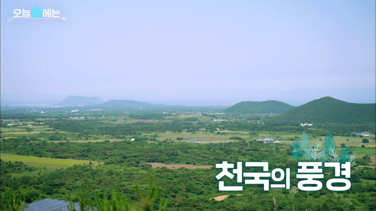 오늘 숲에는 [천국의 풍경] KBS제주 250715방송