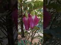 #nature #ডুবাই_প্রবাসী_ #দুবাই_প্রবাসী #শুভ বিজয়া #বকুল_ফুল_বকুল_ফুল #গোলাপী বক ফুল