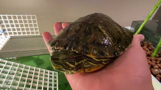 Cleaning My Red Eared Slider Tank