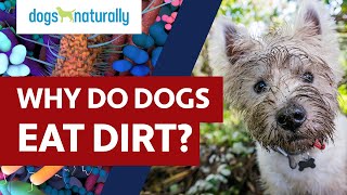 Why Do Dogs Eat Dirt?