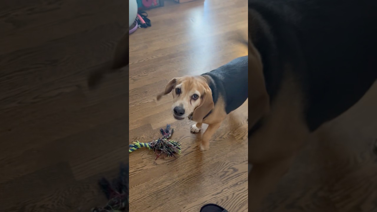 Maxwell the Beagle is playing with Mama 🐶🥰👩‍🦰