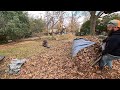 START to FINISH on MASSIVE LEAF CLEAN UP in REAL TIME