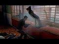 sleeping dogs - MOVIE MODE