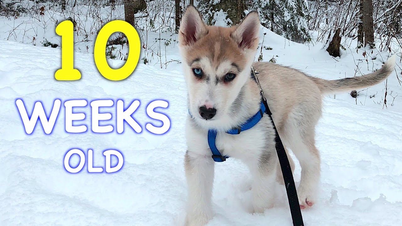10 Weeks Old Siberian Husky Puppy: Day by Day ️ - YouTube