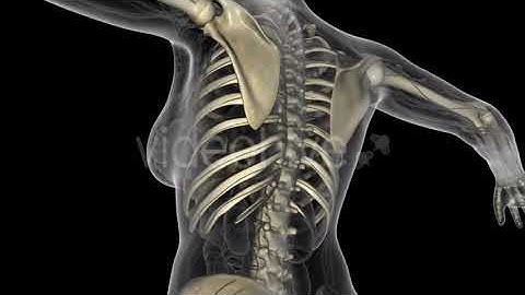 Human Body With Visible Skeletal Bones | Motion Graphics - Envato elements