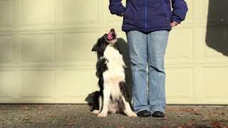 Dog Agility Rear Cross Exercises Part 1 Beginning Flatwork