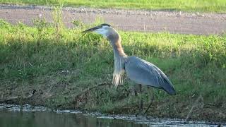 Great Blue Heron eating a Snake