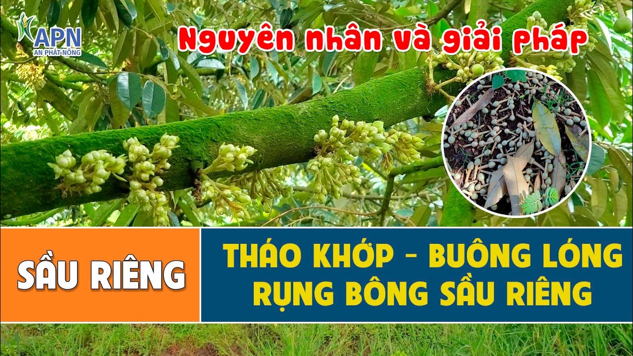APN - SẦU RIÊNG THÁO KHỚP - BUÔNG LÓNG - RỤNG BÔNG | NGUYÊN NHÂN VÀ GIẢI PHÁP #anphatnong  #saurieng