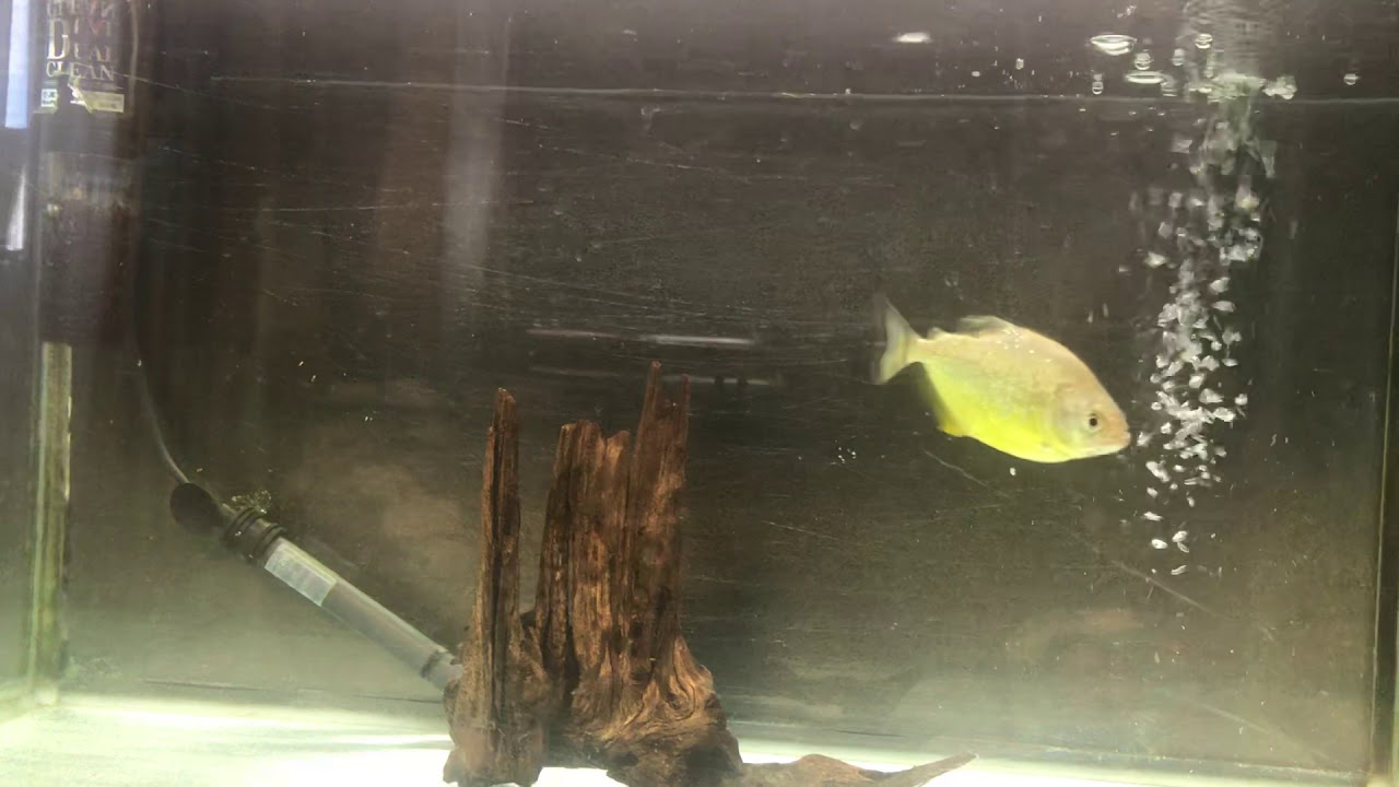 ダイヤモンドイエローピラニア ブラジルパンタナール産 Youtube