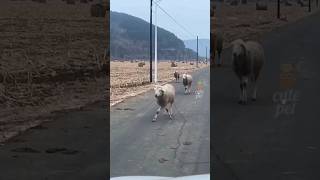 Funny animals walk#entertainment #funny #cats #viralvideo #horse #sheep #monkey #dog