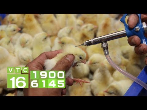 Video Quy tắc 
