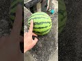 Experiment: Will a watermelon explode if it rolls down from a tall building?