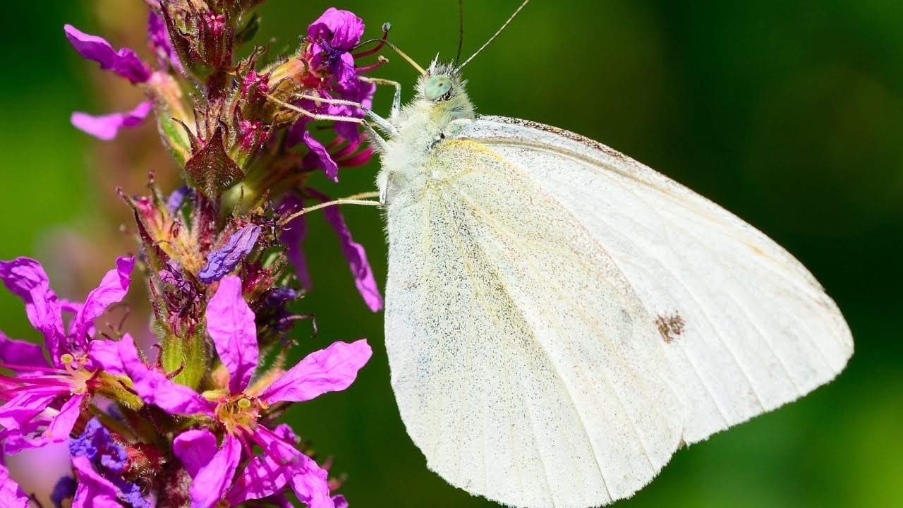 CABBAGE WHITE BUTTERFLY  White butterfly, Beautiful butterflies, Butterfly  garden