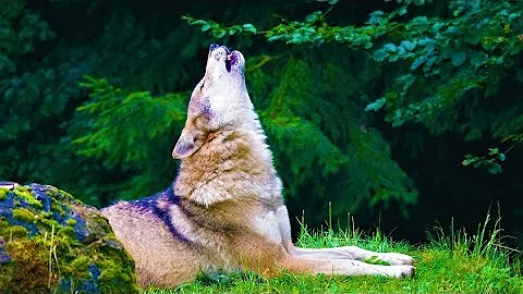 🐺⚡️ THUNDER & WOLVES - Storm with rain on leaves - Night & evening sounds - Help to sleep - howling