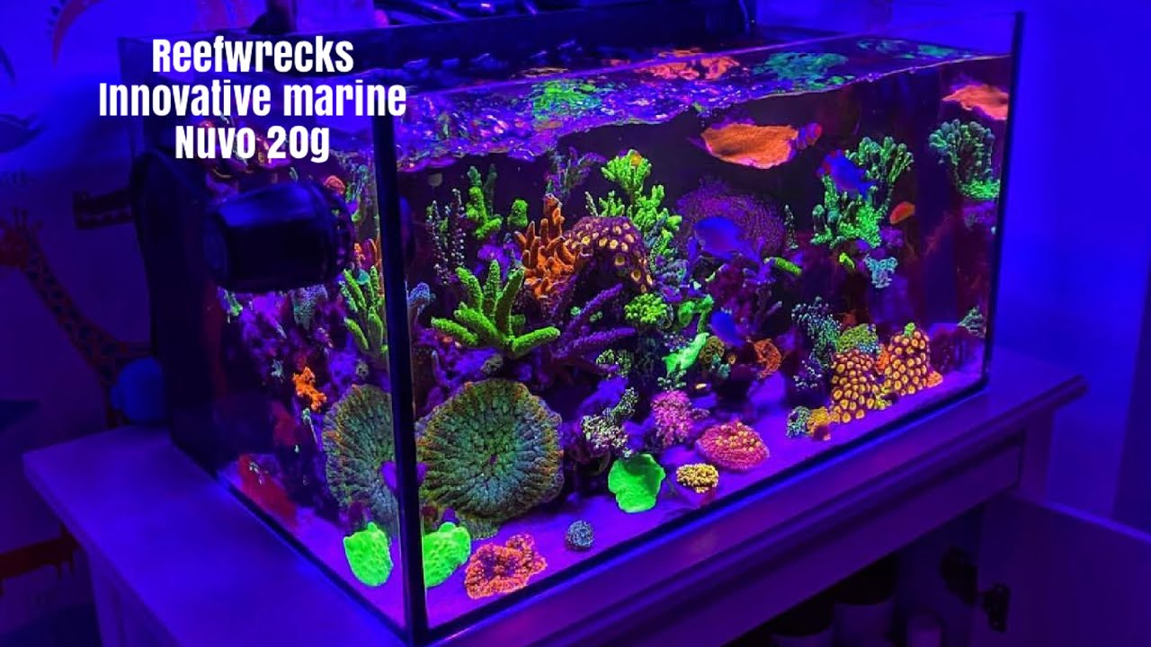 Reefwrecks Innovative Marine Nuvo 20G episode 1 - The Journey to SPS 