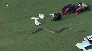 Unexpected Visitor Snake Joins LPL Match, Accreditation Card Questioned