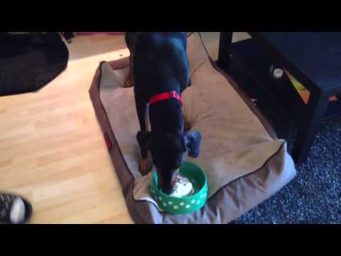 Happy 2nd birthday to my Doberman