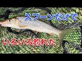 スプーンだけで、川魚がいろいろ釣れた。