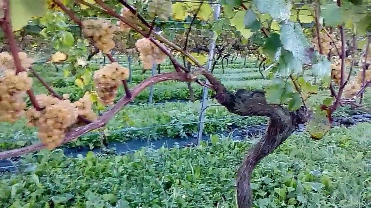 Albariño y treixadura en Cantabria 2017