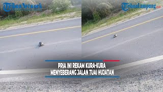 Viral Pria ini Rekam Kura-kura Menyeberang Jalan Tuai Hujatan