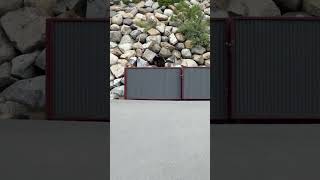 Wild Bears Filmed While Dumpster Diving